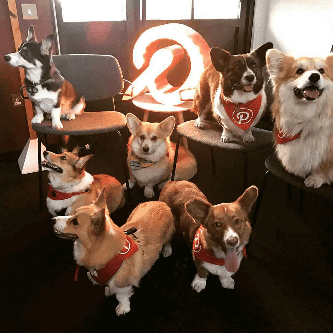 Photo with seven dogs from Pinterest